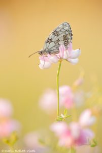 Melanargia galathea / Schachbrett / Marbled white