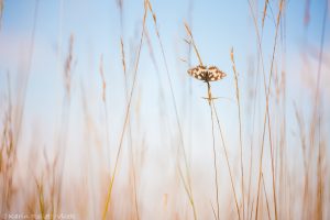 Schachbrett / Melanargia galathea