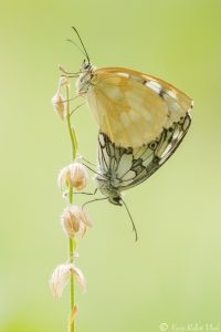 Melanargia galathea / Schachbrett / Marbled white