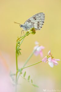 Melanargia galathea / Schachbrett / Marbled white