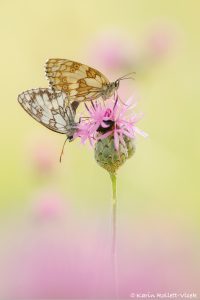 Melanargia galathea / Schachbrett / Marbled white