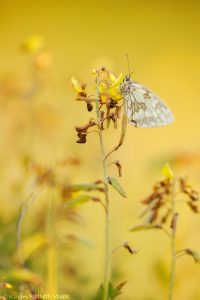 Melanargia galathea / Schachbrett / Marbled white