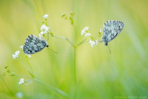 Melanargia galathea / Schachbrett / Marbled white