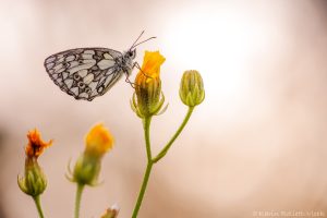 Melanargia galathea / Schachbrett / Marbled white