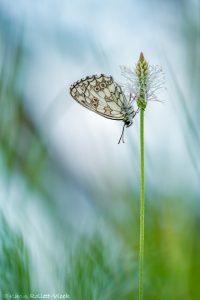 Melanargia galathea / Schachbrett / Marbled white