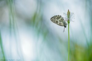 Melanargia galathea / Schachbrett / Marbled white