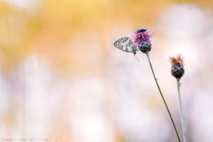 Melanargia galathea / Schachbrett / Marbled white