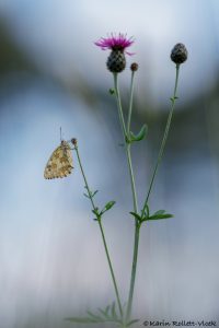 Melanargia galathea / Schachbrett / Marbled white