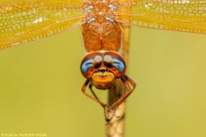 Aeshna grandis / Braune Mosaikjungfer