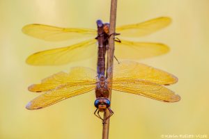 Aeshna grandis / Braune Mosaikjungfer