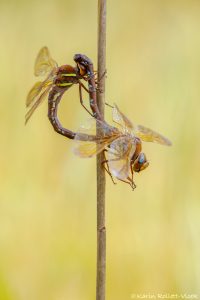 Aeshna grandis / Braune Mosaikjungfer