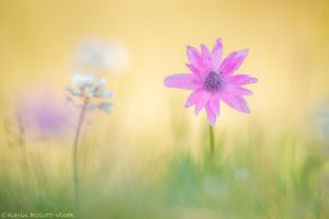 Anemone hortensis / Stern-Anemone