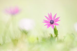 Anemone hortensis / Stern-Anemone