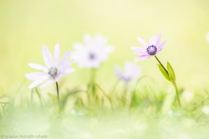 Anemone hortensis / Stern-Anemone