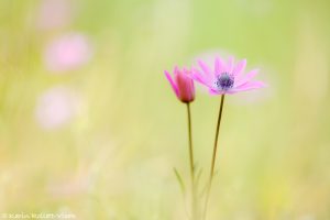 Anemone hortensis / Stern-Anemone