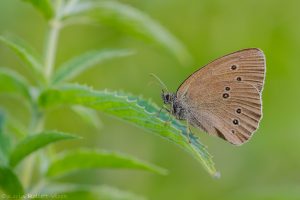 Aphantopus hyperantus / Schornsteinfeger / Ringlet