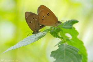 Aphantopus hyperantus / Schornsteinfeger / Ringlet