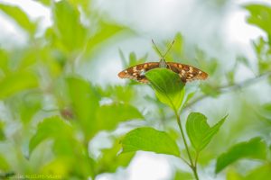 Apatura ilia / Kleiner Schillerfalter / Lesser purple emperor