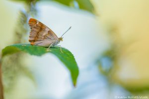 Apatura ilia / Kleiner Schillerfalter / Lesser purple emperor