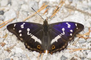 Apatura iris / Großer Schillerfalter / Purple emperor