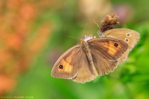 Maniola jurtina / Großes Ochsenauge / Meadow brown