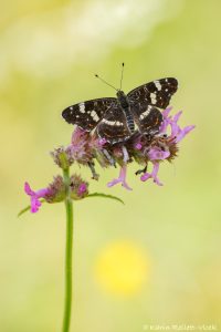 Araschnia levana / Landkärtchen / Map butterfly