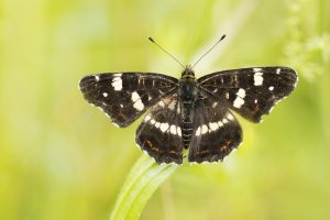 Araschnia levana / Landkärtchen / Map butterfly