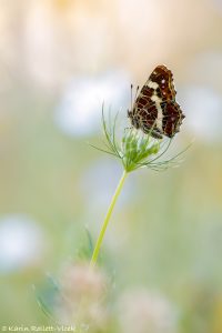 Araschnia levana / Landkärtchen / Map butterfly