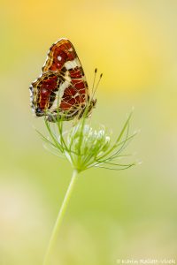 Araschnia levana / Landkärtchen / Map butterfly