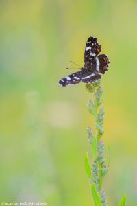 Araschnia levana / Landkärtchen / Map butterfly