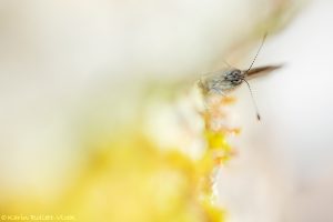 Lasiommata maera / Braunauge / Large wall brown