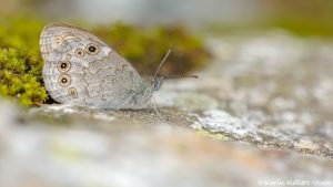 Lasiommata maera / Braunauge / Large wall brown