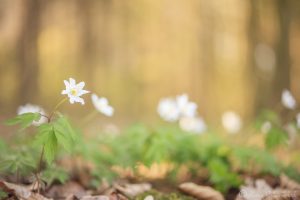 Anemone nemorosa / Busch-Windröschen