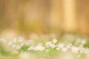 Anemone nemorosa / Busch-Windröschen