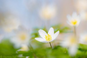 Anemone nemorosa / Busch-Windröschen