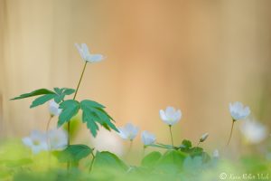 Anemone nemorosa / Busch-Windröschen