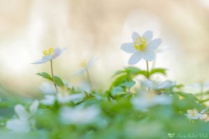 Anemone nemorosa / Busch-Windröschen