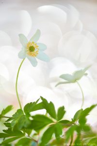 Anemone nemorosa / Busch-Windröschen