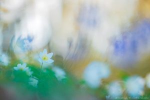 Anemone nemorosa / Busch-Windröschen