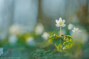 Anemone nemorosa / Busch-Windröschen