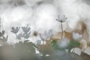 Anemone nemorosa / Busch-Windröschen