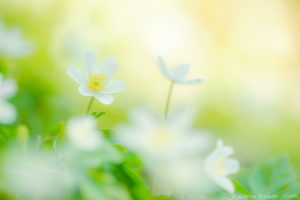 Anemone nemorosa / Busch-Windröschen