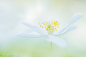 Anemone nemorosa / Busch-Windröschen