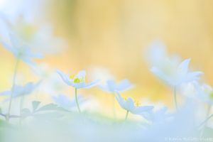 Anemone nemorosa / Busch-Windröschen