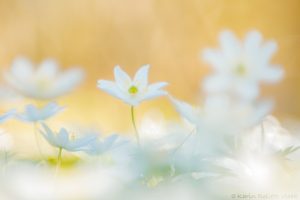 Anemone nemorosa / Busch-Windröschen