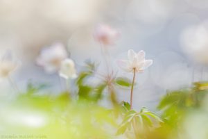 Anemone nemorosa / Busch-Windröschen