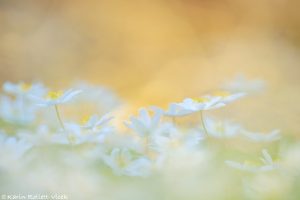 Anemone nemorosa / Busch-Windröschen