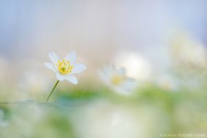 Anemone nemorosa / Busch-Windröschen