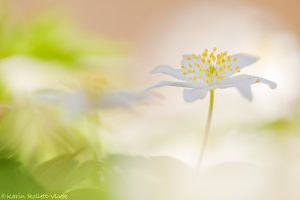 Anemone nemorosa / Busch-Windröschen