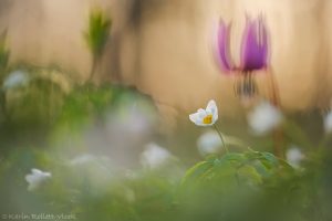 Anemone nemorosa / Busch-Windröschen